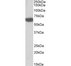 Western Blot - Anti-BTD Antibody (A85099) - Antibodies.com