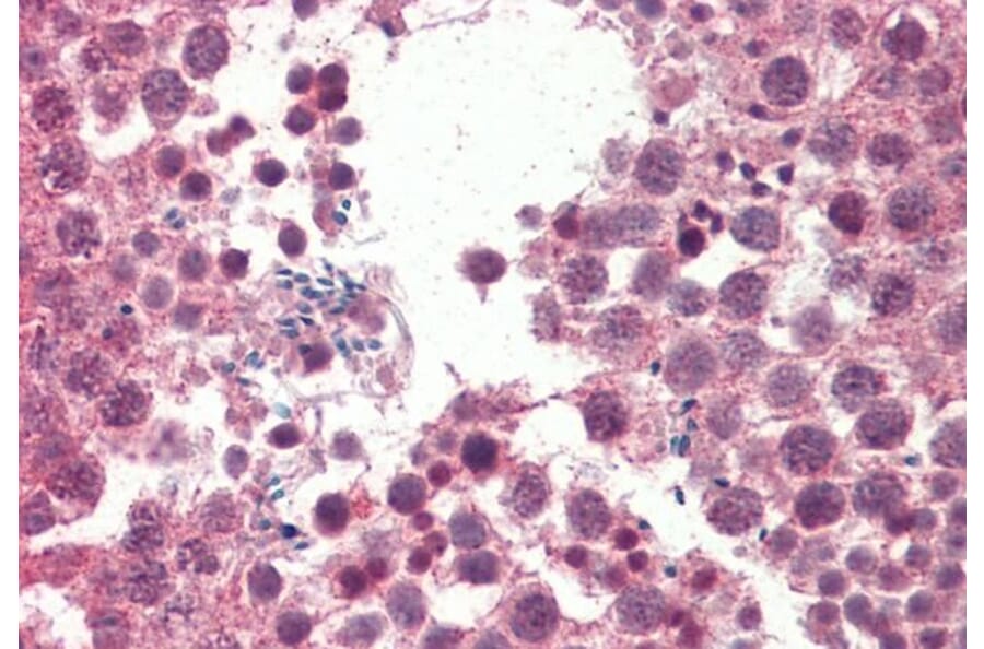 Immunohistochemistry - Anti-IGFBP1 Antibody (A85101) - Antibodies.com
