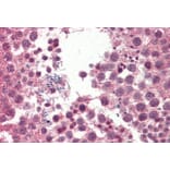 Immunohistochemistry - Anti-IGFBP1 Antibody (A85101) - Antibodies.com