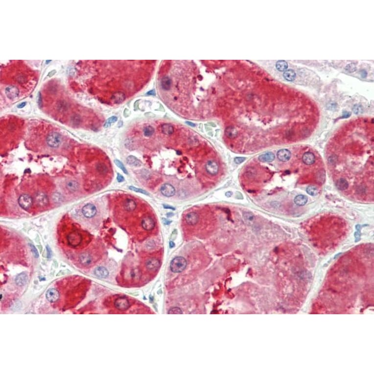 Immunohistochemistry - Anti-UPD Antibody (A85102) - Antibodies.com