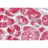 Immunohistochemistry - Anti-UPD Antibody (A85102) - Antibodies.com