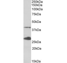 Western Blot - Anti-UROD Antibody (A85102) - Antibodies.com