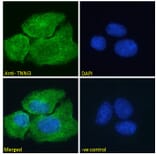 Immunofluorescence - Anti-Cardiac Troponin I Antibody (A85104) - Antibodies.com
