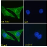 Immunofluorescence - Anti-Cardiac Troponin I Antibody (A85104) - Antibodies.com