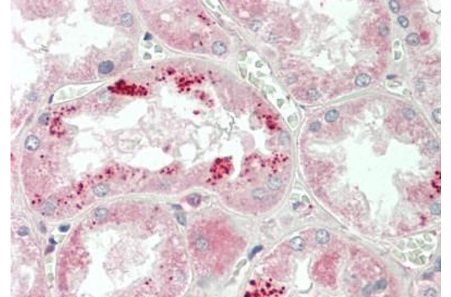 Immunohistochemistry - Anti-Apolipoprotein A I Antibody (A85105) - Antibodies.com