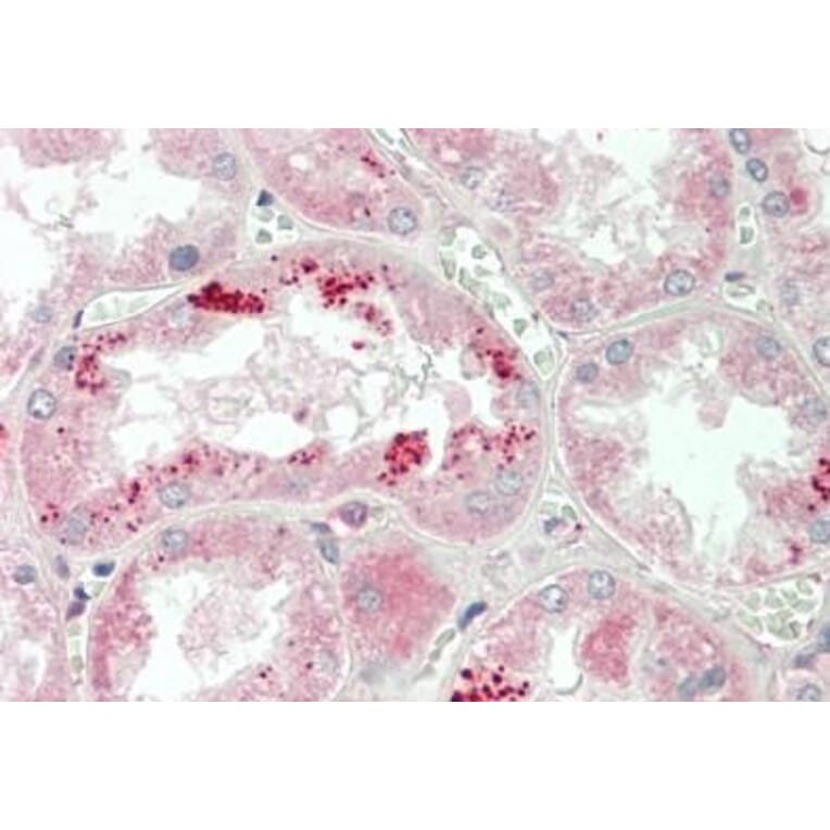 Immunohistochemistry - Anti-Apolipoprotein A I Antibody (A85105) - Antibodies.com