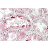 Immunohistochemistry - Anti-Apolipoprotein A I Antibody (A85105) - Antibodies.com