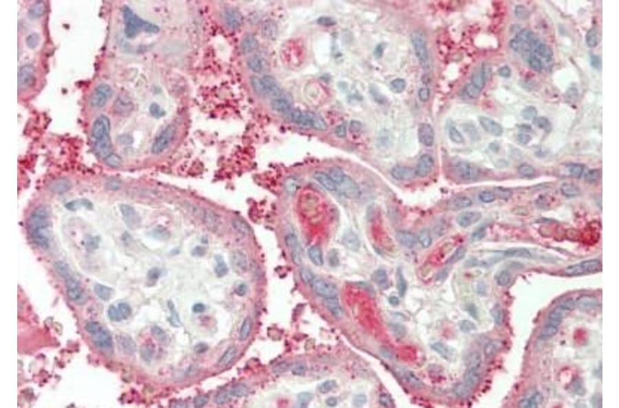 Immunohistochemistry - Anti-Apolipoprotein A I Antibody (A85105) - Antibodies.com