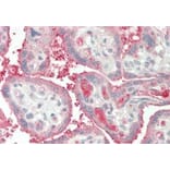 Immunohistochemistry - Anti-Apolipoprotein A I Antibody (A85105) - Antibodies.com