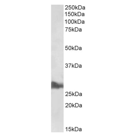Western Blot - Anti-APOA1 Antibody (A85105)