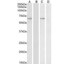 Western Blot - Anti-STCH Antibody (A85107) - Antibodies.com
