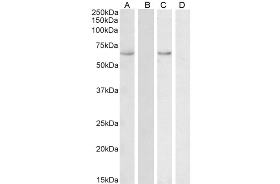 Western Blot - Anti-STCH Antibody (A85107) - Antibodies.com
