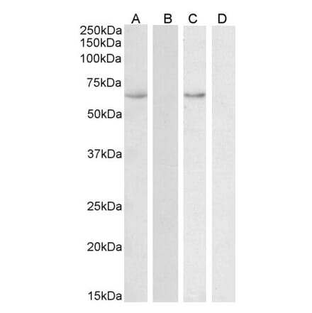 Western Blot - Anti-STCH Antibody (A85107) - Antibodies.com