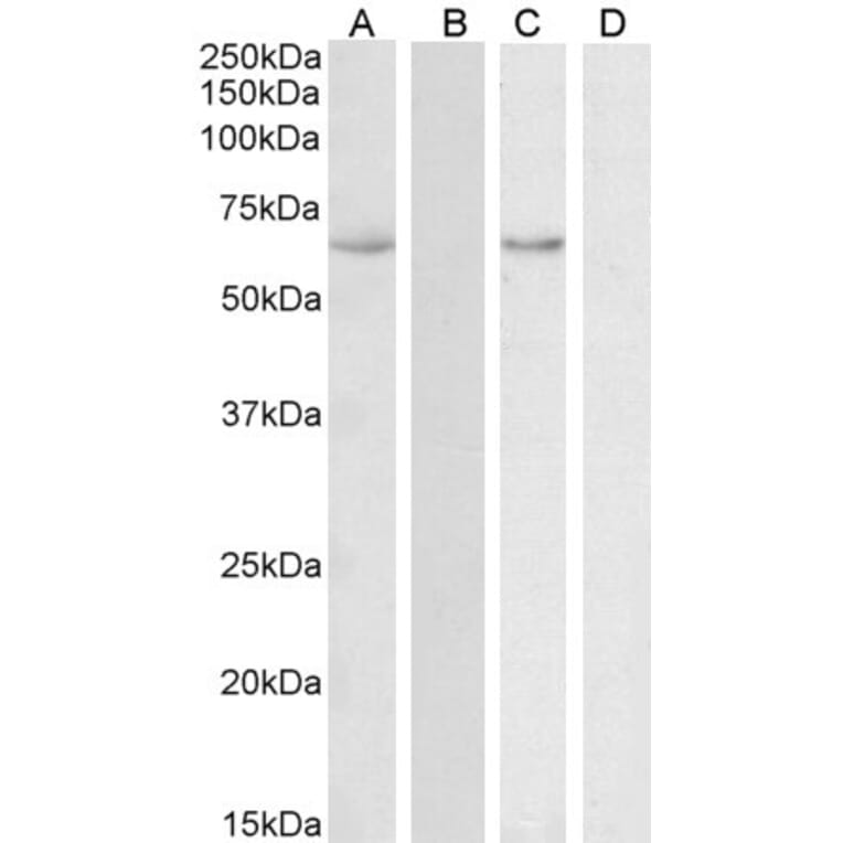 Western Blot - Anti-STCH Antibody (A85107) - Antibodies.com