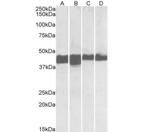 Western Blot - Anti-Creatine Kinase MM Antibody (A85110) - Antibodies.com