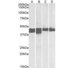 Western Blot - Anti-Creatine Kinase MM Antibody (A85110)
