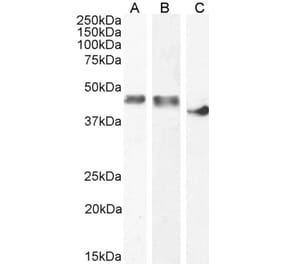 Western Blot - Anti-Creatine Kinase MM Antibody (A85111) - Antibodies.com