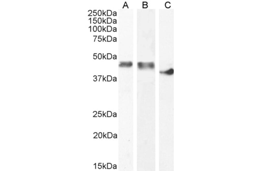 Western Blot - Anti-Creatine Kinase MM Antibody (A85111) - Antibodies.com