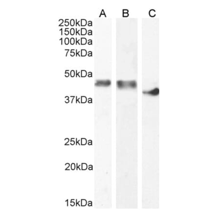 Western Blot - Anti-Creatine Kinase MM Antibody (A85111) - Antibodies.com