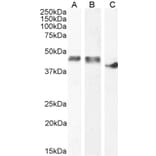 Western Blot - Anti-Creatine Kinase MM Antibody (A85111) - Antibodies.com