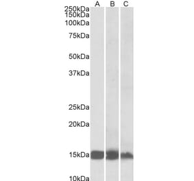 Western Blot - Anti-FABP3 Antibody (A85112) - Antibodies.com
