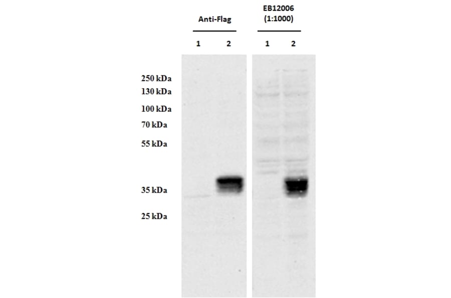Western Blot - Anti-CCDC3 Antibody (A85114) - Antibodies.com