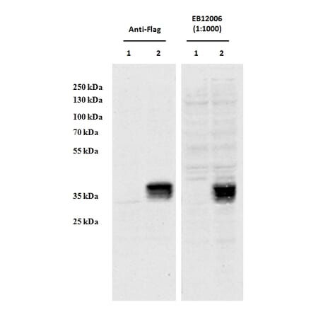 Western Blot - Anti-CCDC3 Antibody (A85114) - Antibodies.com