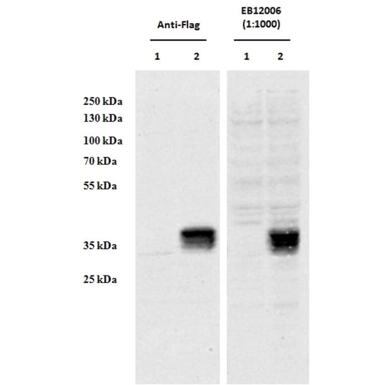 Western Blot - Anti-CCDC3 Antibody (A85114) - Antibodies.com