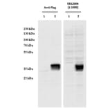 Western Blot - Anti-CCDC3 Antibody (A85114) - Antibodies.com
