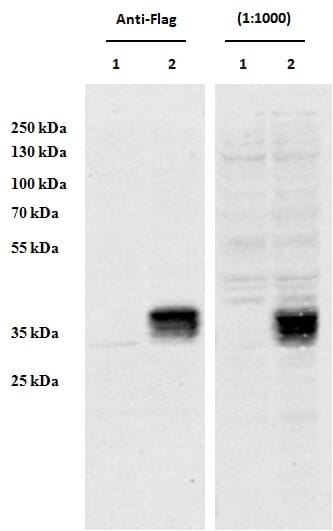 HEK293 overexpressing Human CCDC3 with C-terminal tag (DYKDDDDK) and probed with anti-DYKDDDDK in the left panel and with Anti-CCDC3 Antibody (A85114) (0.5µg/ml) in the right panel (empty vector transfection in first lanes).