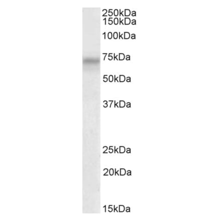 Western Blot - Anti-PLK3 Antibody (A85115) - Antibodies.com