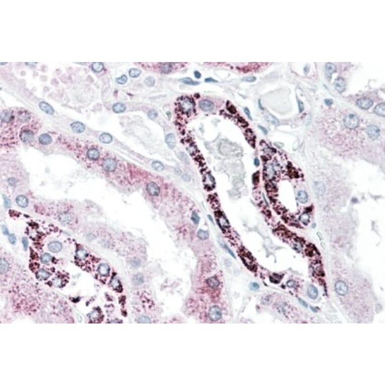 Immunohistochemistry - Anti-PLK3 Antibody (A85115) - Antibodies.com