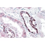 Immunohistochemistry - Anti-PLK3 Antibody (A85115) - Antibodies.com