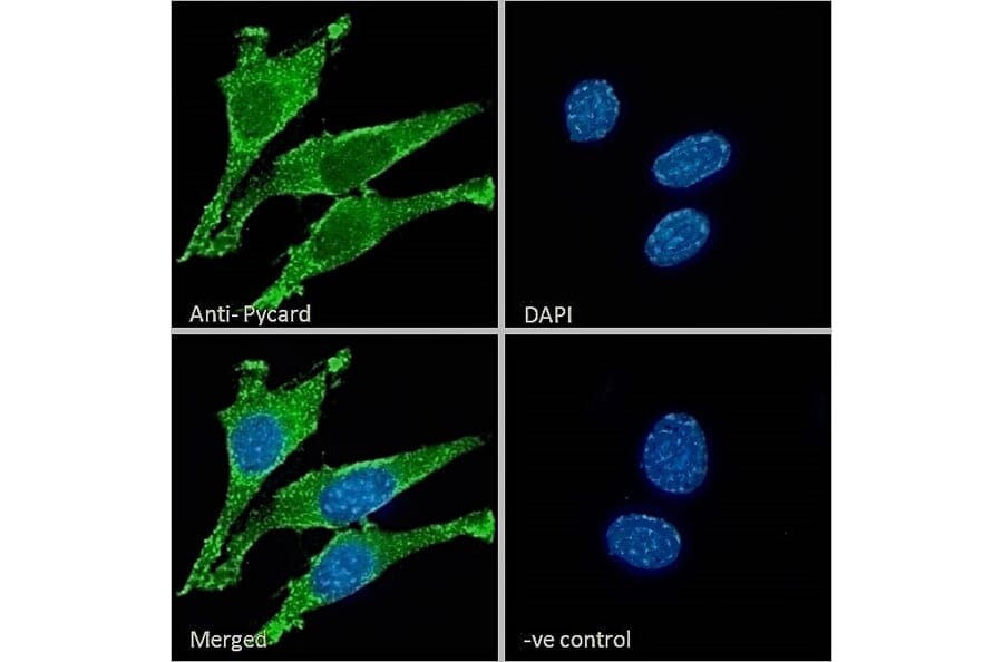 Immunofluorescence - Anti-TMS1/ASC Antibody (A85119) - Antibodies.com