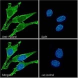 Immunofluorescence - Anti-TMS1/ASC Antibody (A85119) - Antibodies.com