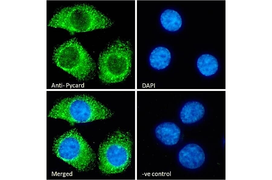 Immunofluorescence - Anti-TMS1/ASC Antibody (A85119) - Antibodies.com
