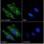 Immunofluorescence - Anti-TMS1/ASC Antibody (A85119) - Antibodies.com