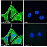 Immunofluorescence - Anti-SLC40A1 Antibody (A85120) - Antibodies.com