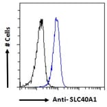 Flow Cytometry - Anti-SLC40A1 Antibody (A85120) - Antibodies.com