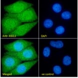 Immunofluorescence - Anti-MASH1/Achaete-Scute Homolog 1 Antibody (A85121) - Antibodies.com