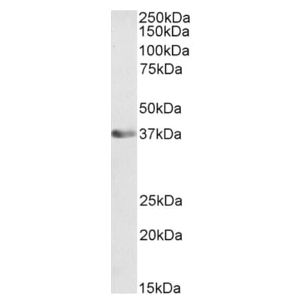 Western Blot - Anti-ATF1 Antibody (A85122) - Antibodies.com