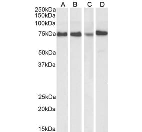 Western Blot - Anti-ATF6 Antibody (A85123) - Antibodies.com