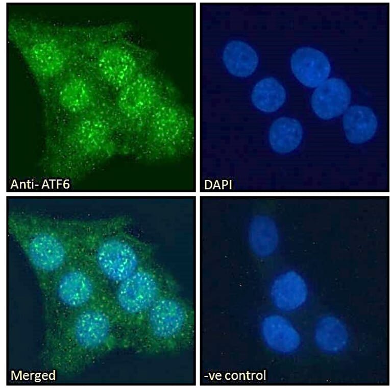 Immunofluorescence - Anti-ATF6 Antibody (A85123) - Antibodies.com