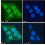 Immunofluorescence - Anti-ATF6 Antibody (A85123) - Antibodies.com