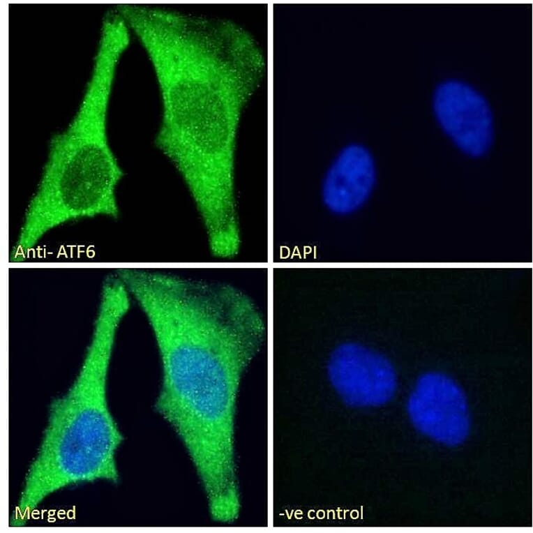 Immunofluorescence - Anti-ATF6 Antibody (A85123) - Antibodies.com