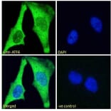 Immunofluorescence - Anti-ATF6 Antibody (A85123) - Antibodies.com