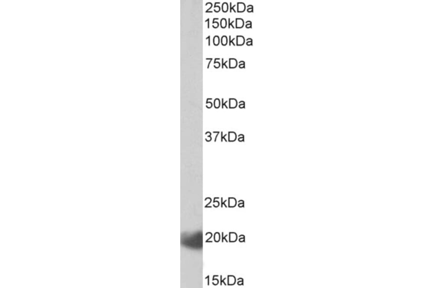 Western Blot - Anti-IL-17C Antibody (A85127) - Antibodies.com