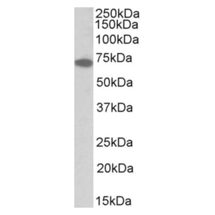 Western Blot - Anti-IFNGR1 Antibody (A85129) - Antibodies.com