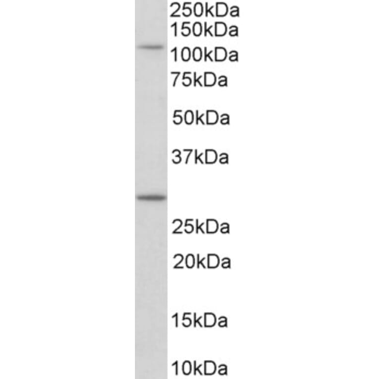 Western Blot - Anti-MYO1H Antibody (A85130) - Antibodies.com