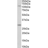 Western Blot - Anti-MYO1H Antibody (A85130) - Antibodies.com